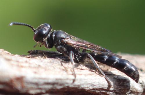 Trypoxylon beaumonti